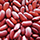 Indian Dal, Pulses Exporters India
