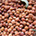 Indian Dal, Pulses Exporters India